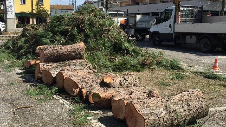 Pini abbattuti a Porto Garibaldi. Il sindaco: “Scelta dolorosa ma necessaria”