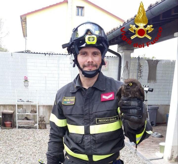 Civetta incastrata salvata dai vigili del fuoco