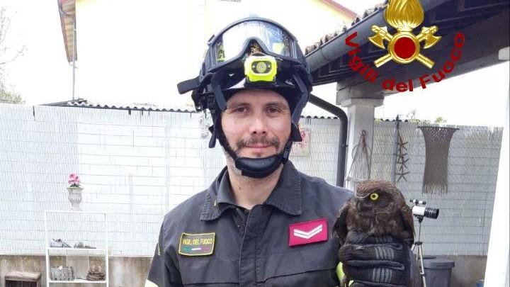 Civetta incastrata salvata dai vigili del fuoco