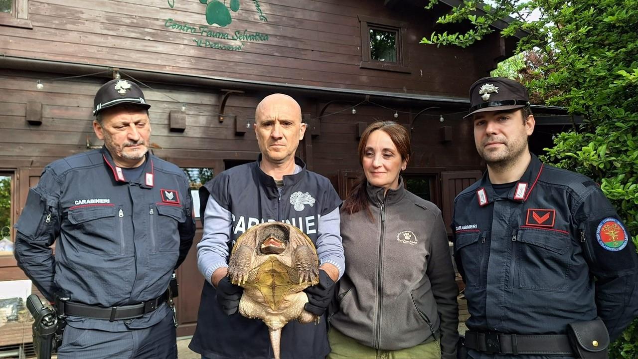 
	La tartaruga alligatore&nbsp;consegnata al Pettirosso

