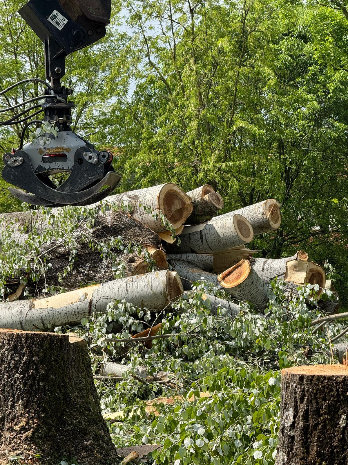 
	Nei giorni scorsi sono stati abbattuti sei alberi nel parco della scuola dell&rsquo;infanzia Mezzaluna di via Masaccio a Castelfranco

