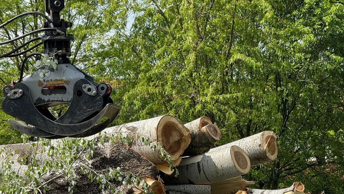 Nei giorni scorsi sono stati abbattuti sei alberi nel parco della scuola dell’infanzia Mezzaluna di via Masaccio a Castelfranco