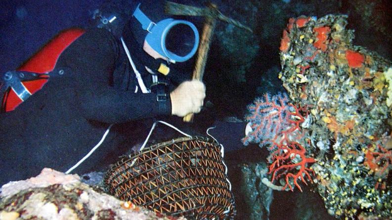 Corallo rosso, via libera della Regione alle nuove regole: pesca oltre gli 80 metri