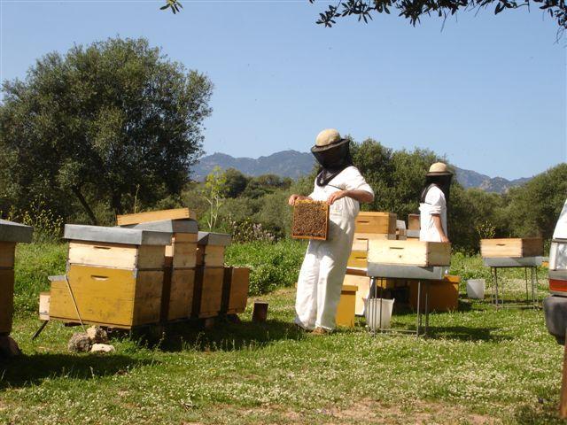 La crisi del miele, ristori per gli apicoltori: a chi spettano i contributi e gli importi