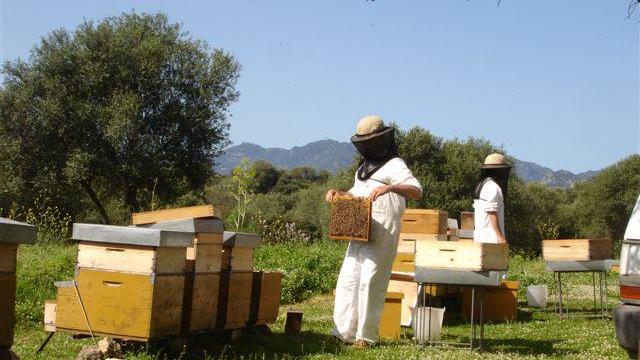 La crisi del miele, ristori per gli apicoltori: a chi spettano i contributi e gli importi