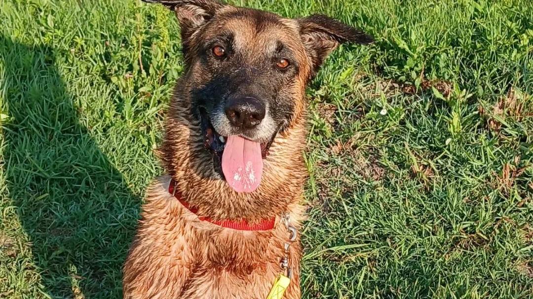 Il suo padrone non c’è più: Romeo è rimasto solo