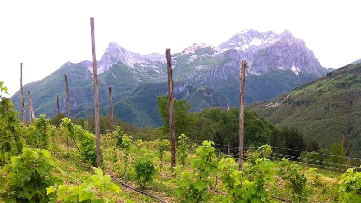 Vigneti sulle Alpi Apuane