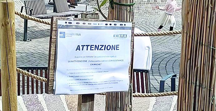 Topi in piazza Cortevecchia a Ferrara