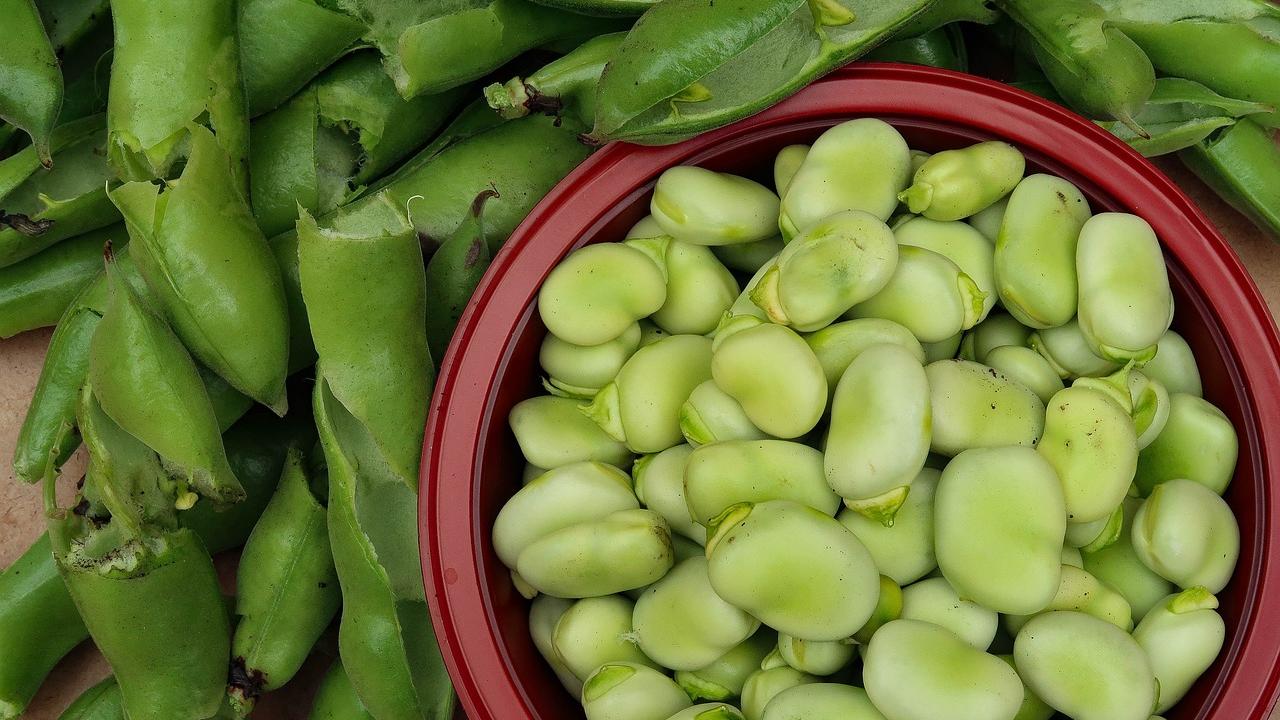 Livorno e le sue tradizioni: torna la sagra dei baccelli, edizione 133