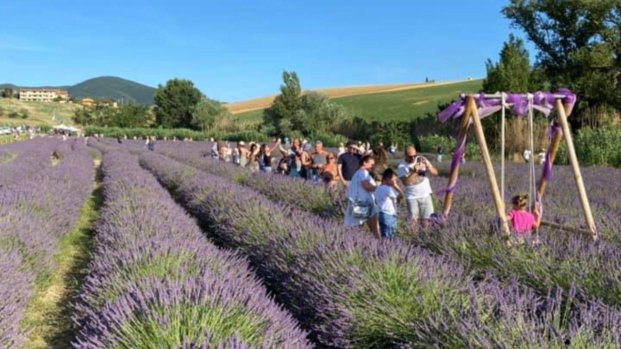 
	Un campo di lavanda

