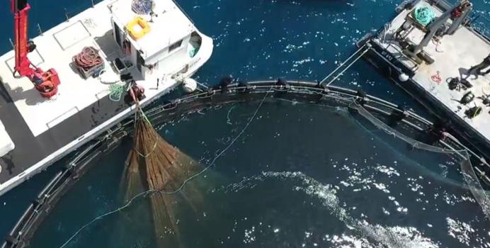 Piombino, battaglia per i campi di allevamento a mare: otto aziende in corsa