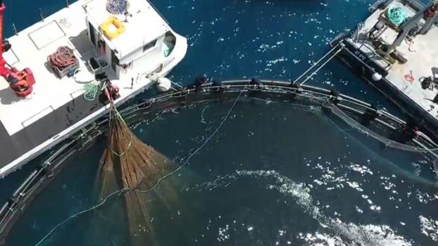 Piombino, battaglia per i campi di allevamento a mare: otto aziende in corsa