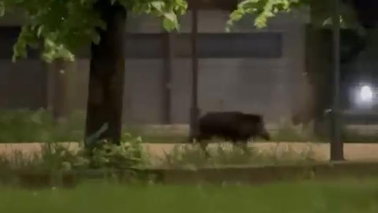 Cinghiali “a spasso” in viale Umberto I. Cia: «Più che fare video, avvisate la polizia provinciale»