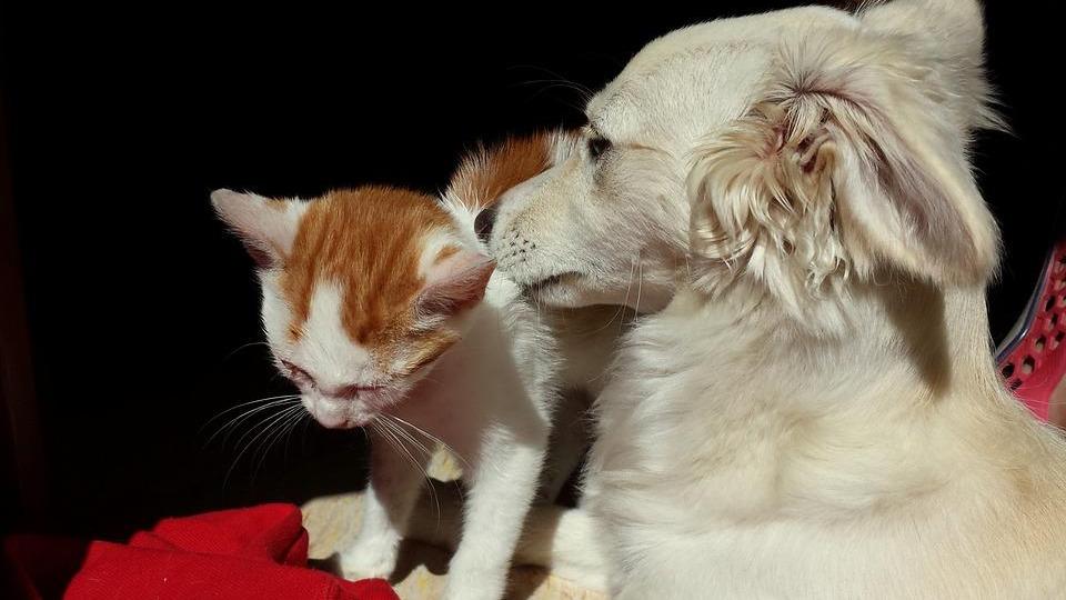 Copparo “pet friendly”. Ecco il nuovo regolamento per il benessere degli animali