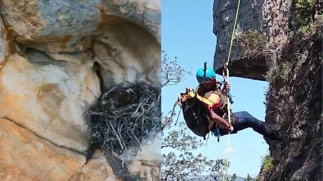 Nidi di corvi imperiali a Capo Ceraso: «Evitate i trail in quella zona»
