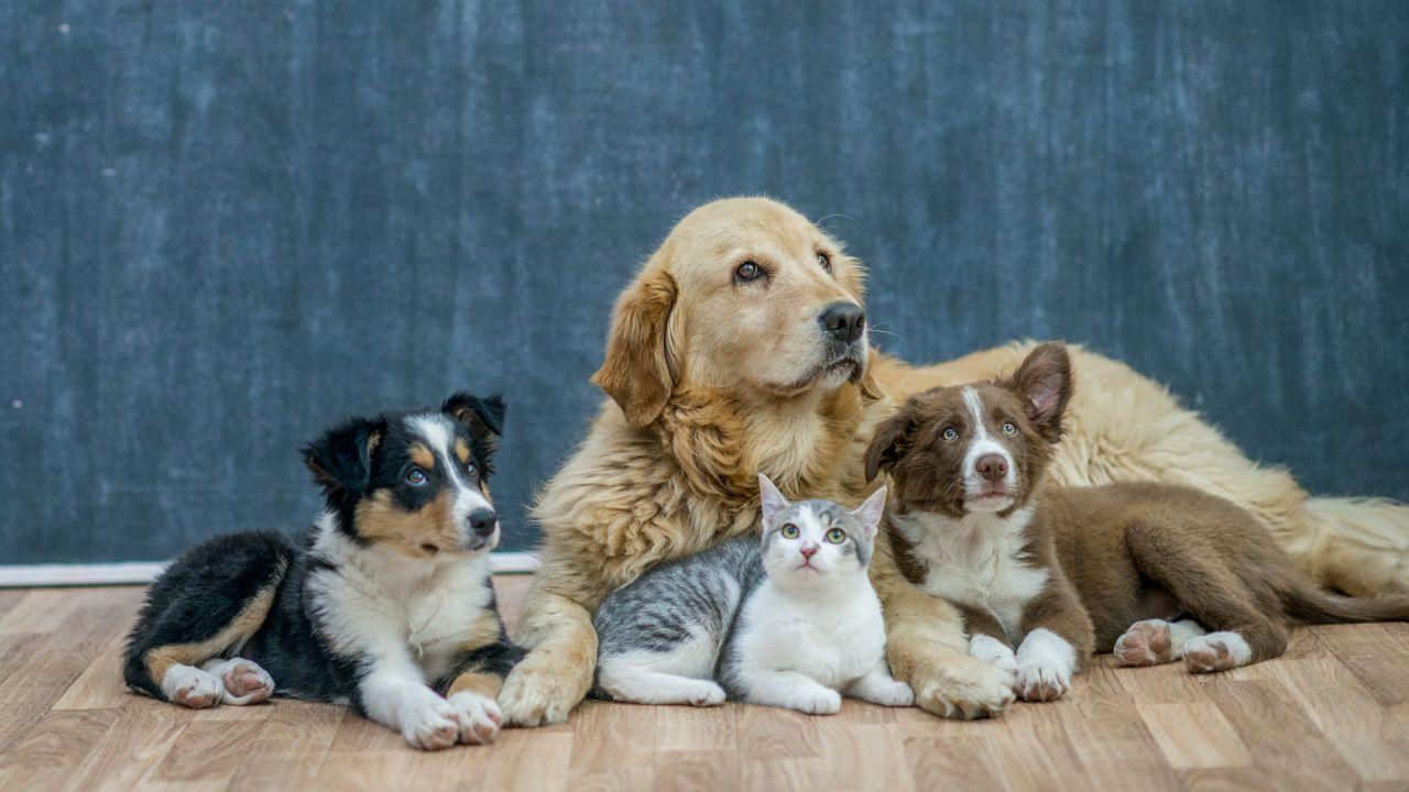 
	Bonus animali domestici rinnovato anche nel 2025

