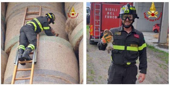 Intrappolato in una rete gheppio salvato dai vigili del fuoco