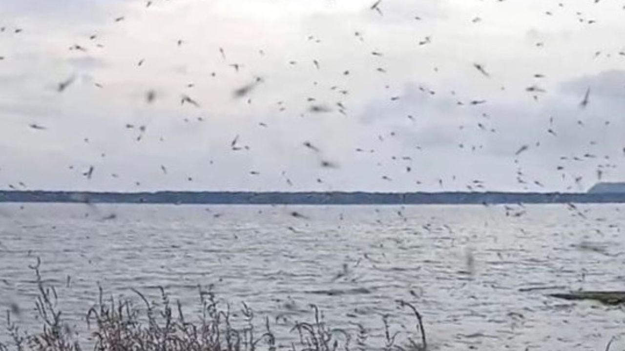 L'invasione di moscerini a Orbetello