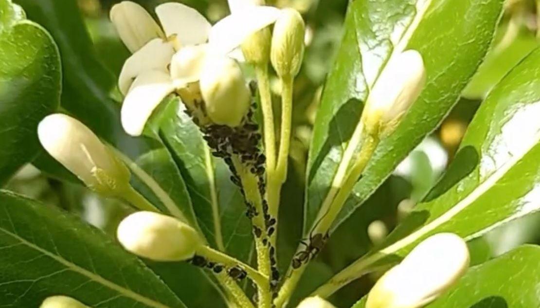 Afidi-formiche, matrimonio funzionale per le piante