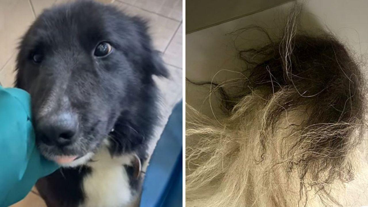 Modena, orrore fuori da un bar: cane mutilato dal padrone, salvato dalle guardie zoofile
