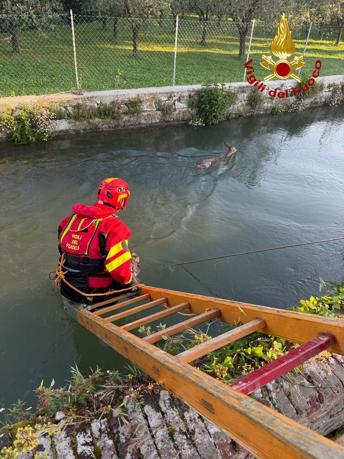 Lucca, recuperato capriolo finito in acqua