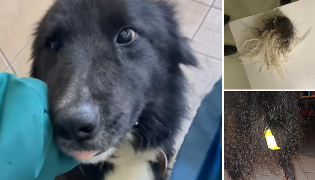 
	Max, il cane a cui &egrave; stata tagliata la coda

