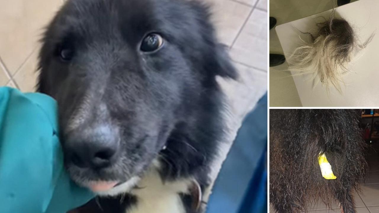 Max, il cane a cui è stata tagliata la coda