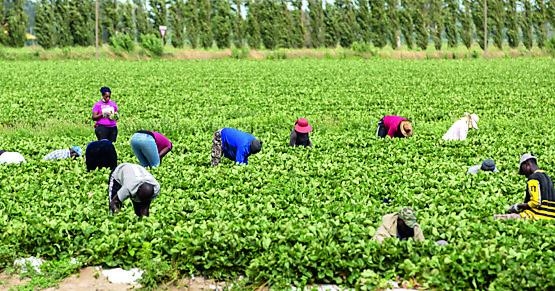 Lavoro nelle ore calde, tutti contro i divieti. «Non ripetiamo l’estate 2024»