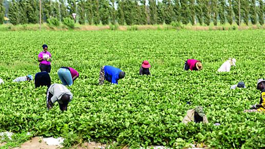 Lavoro nelle ore calde, tutti contro i divieti. «Non ripetiamo l’estate 2024»