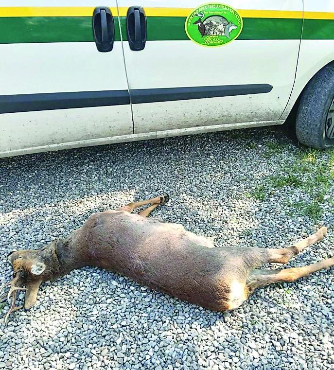Capriolo taglia la strada a una moto: conducente ferito e morto l’animale