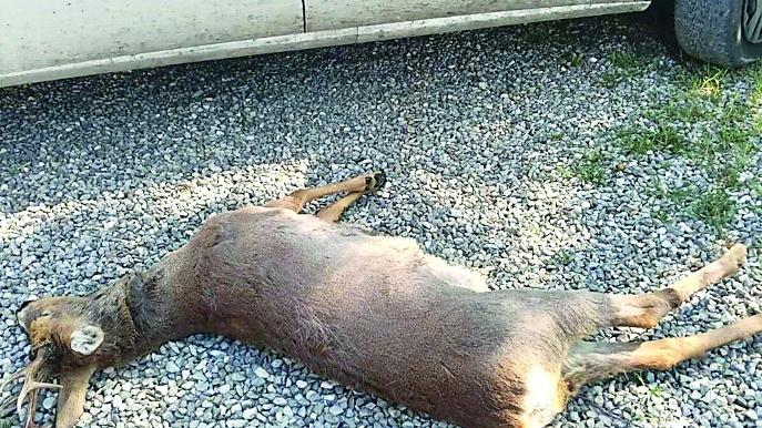 Capriolo taglia la strada a una moto: conducente ferito e morto l’animale