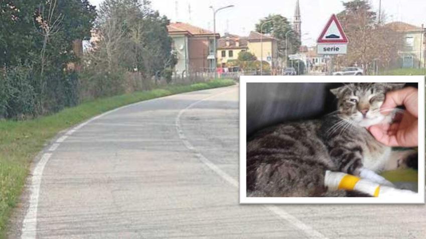 Gatto preso a calci a Copparo. La Polizia locale: «Non ci sono responsabilità»