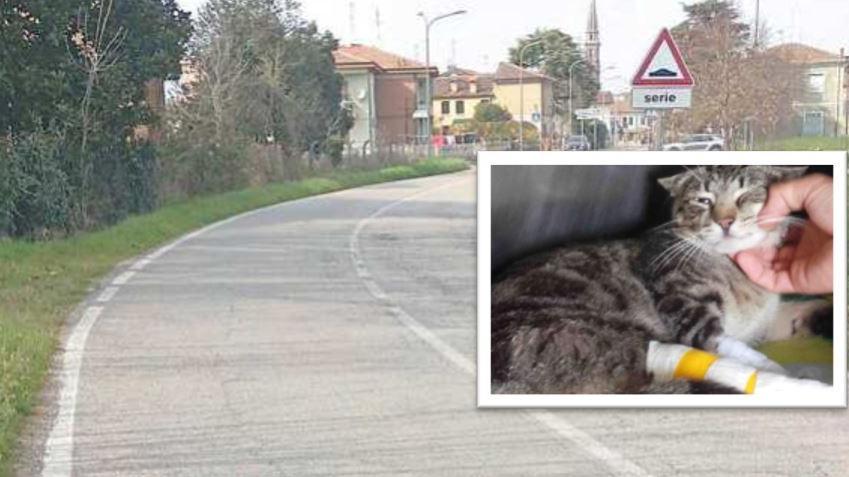 Gatto preso a calci a Copparo. La Polizia locale: «Non ci sono responsabilità»