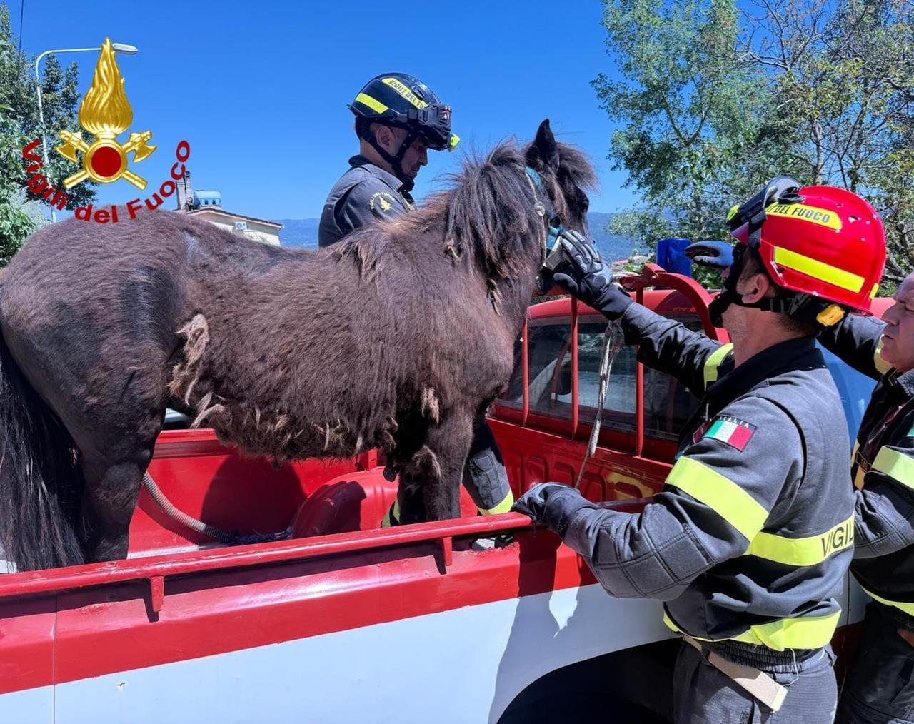 Pony cade in un canale di scolo, salvato dai vigili del fuoco