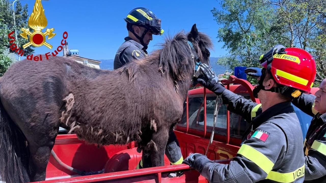 Pony cade in un canale di scolo, salvato dai vigili del fuoco