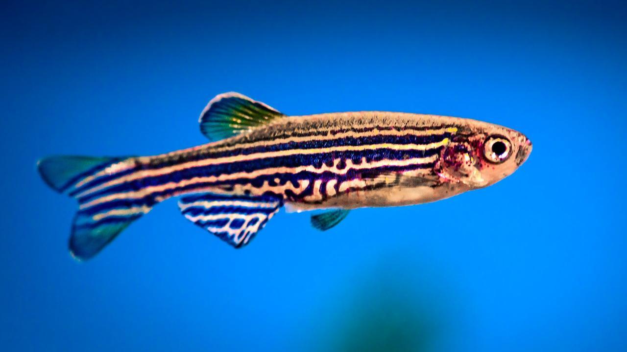 Uno zebrafish