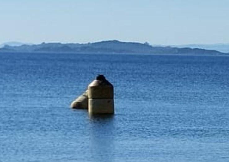 Due grosse boe in viaggio per 300 miglia