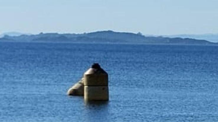 Due grosse boe in viaggio per 300 miglia