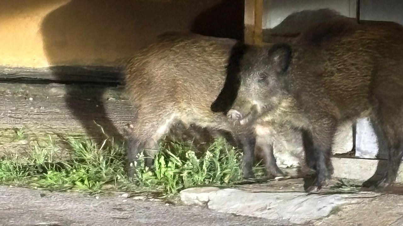 Arriva l’ordinanza anti-cinghiali: solo mezz’ora per esporre i mastelli