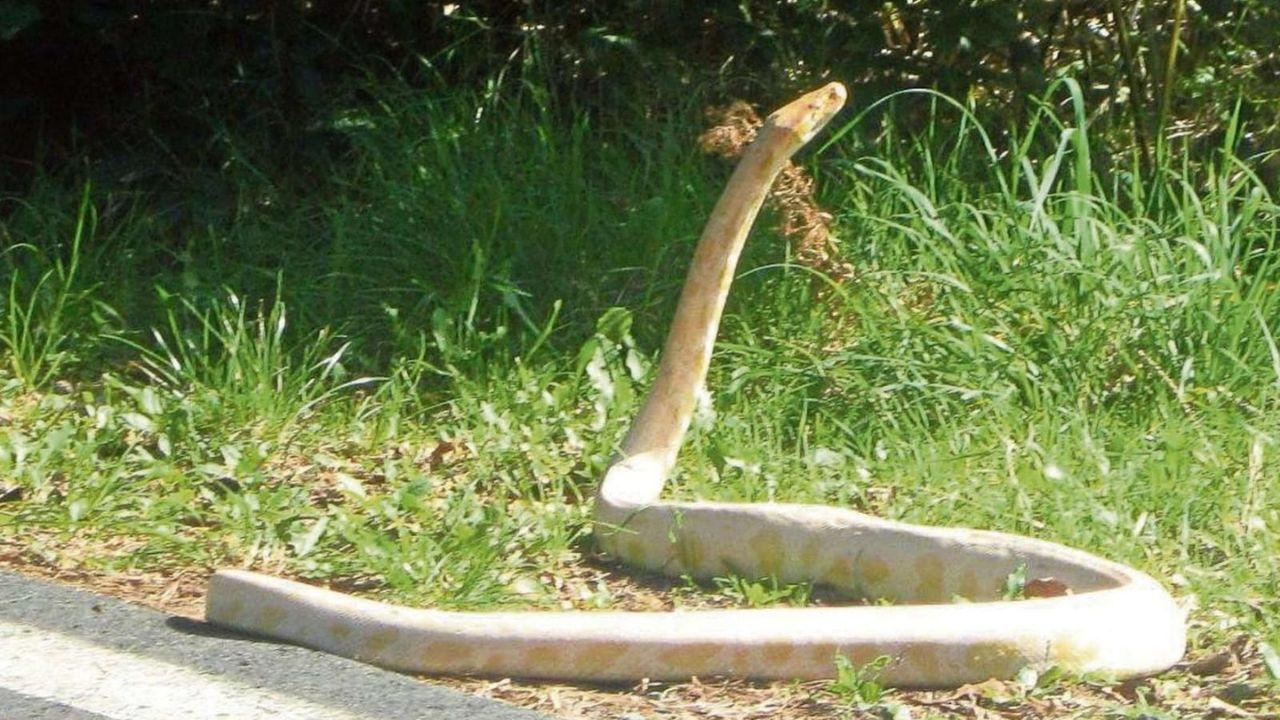 
	Il pitone nella foto diffusa dal Comune in un primo momento

