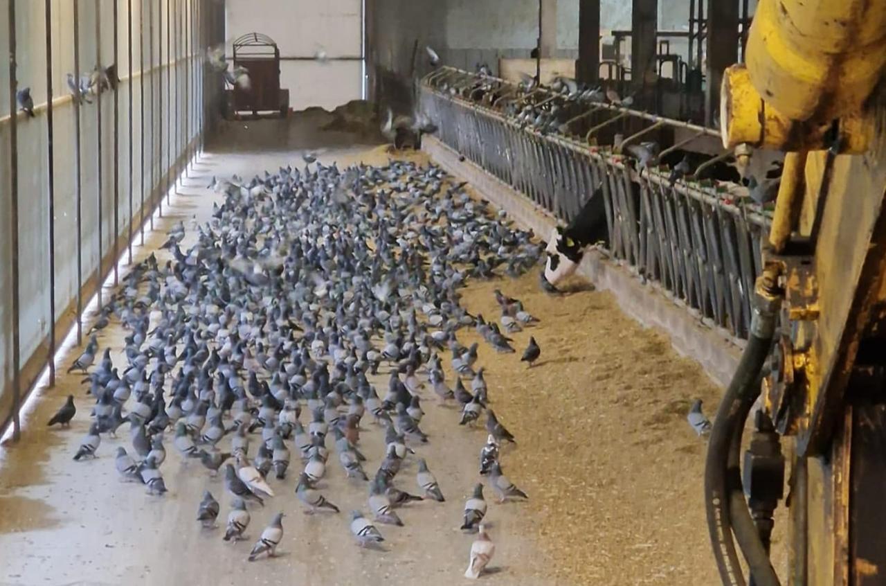 Piano anti colombaccio, in Emilia Romagna “sì” del Tar all’abbattimento