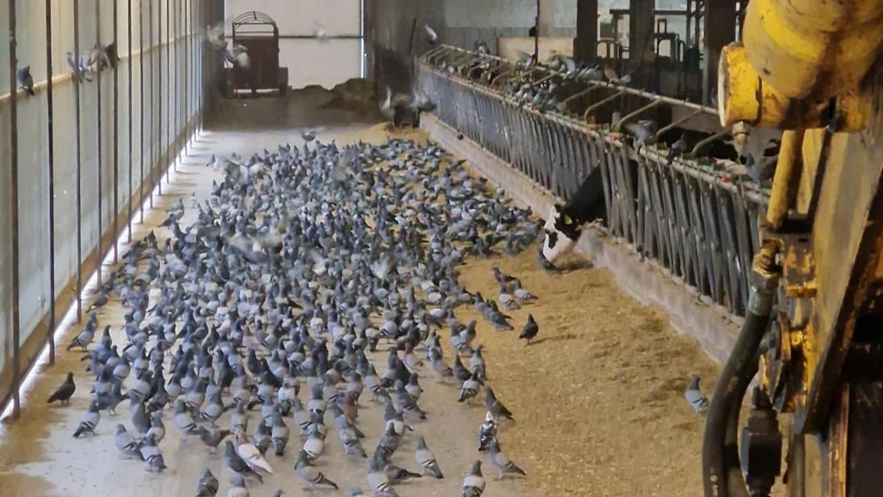 Piano anti colombaccio, in Emilia Romagna “sì” del Tar all’abbattimento