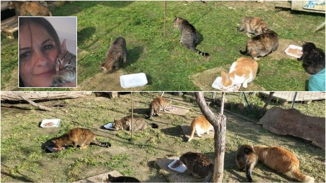 Addio a Isabella, una vita dedicata agli animali. La figlia cerca casa per i suoi gatti