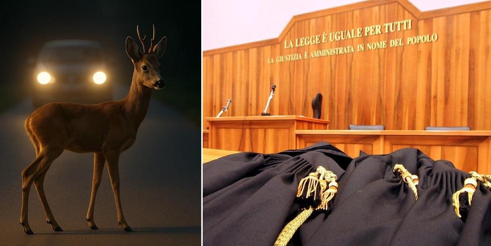 Capannori, incidente provocato da un capriolo: Provincia condannata a risarcire l'automobilista ferita