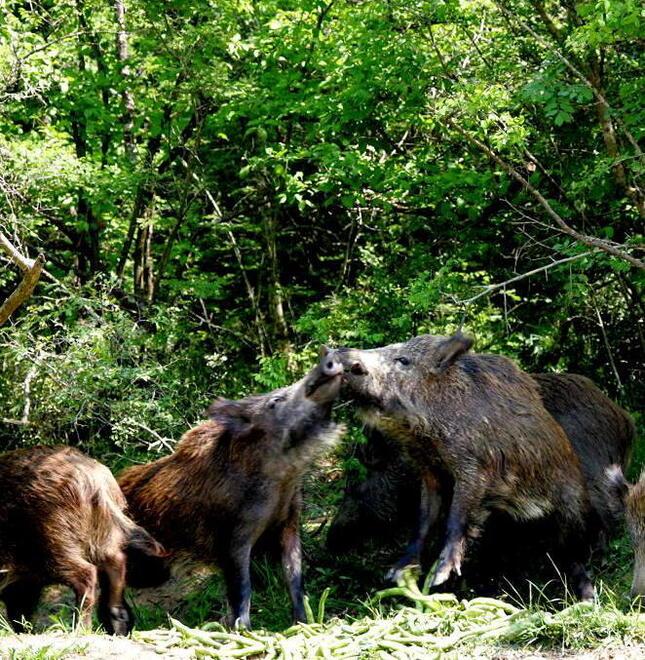 
	Alcuni esemplari di cinghiali

