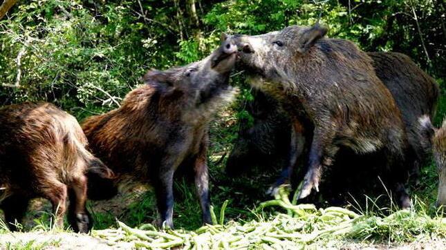 Alcuni esemplari di cinghiali