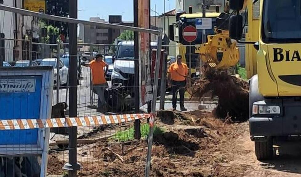 Montecatini, tagliati gli alberi in via Tripoli. «I cittadini sono rimasti allibiti»