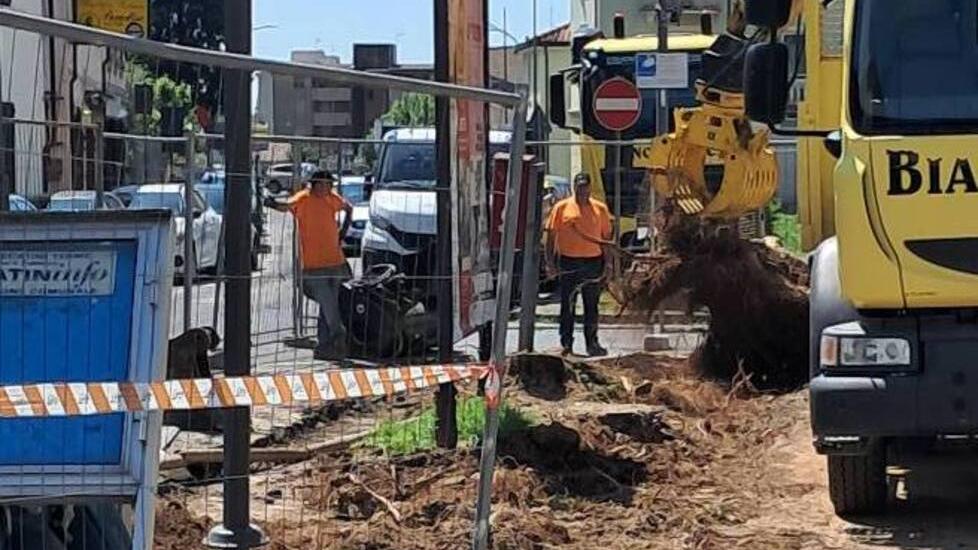 Montecatini, tagliati gli alberi in via Tripoli. «I cittadini sono rimasti allibiti»
