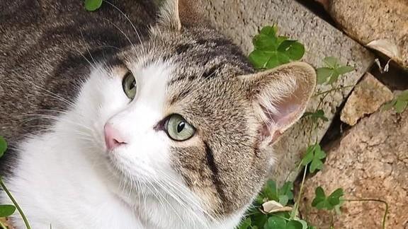 Gattino sbranato dal cane di Giuseppe Masia: il cabarettista a processo