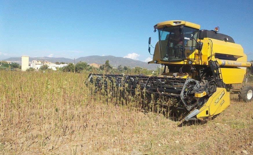 La cannabis legale dà lavoro a Valledoria 